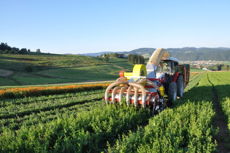 Blatternter beim Ernten